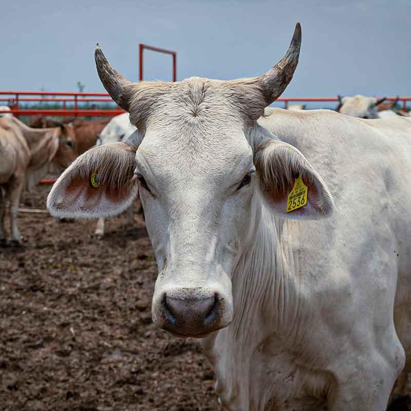 trusot agrotechnology ganaderia