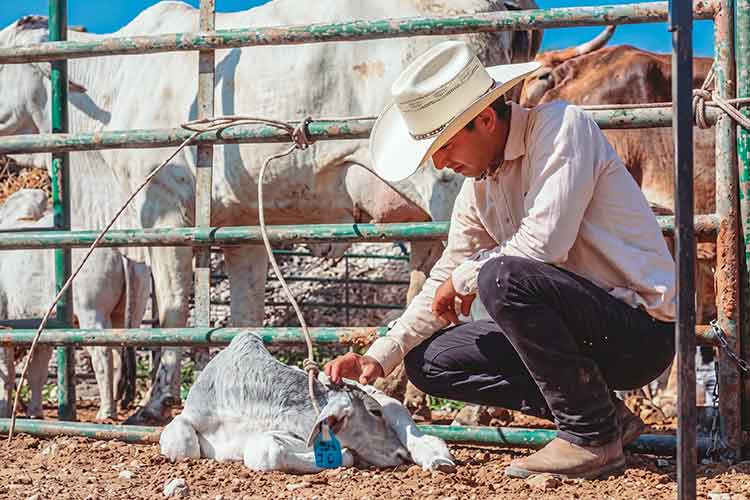 trusot agrotechnology hato ganadero